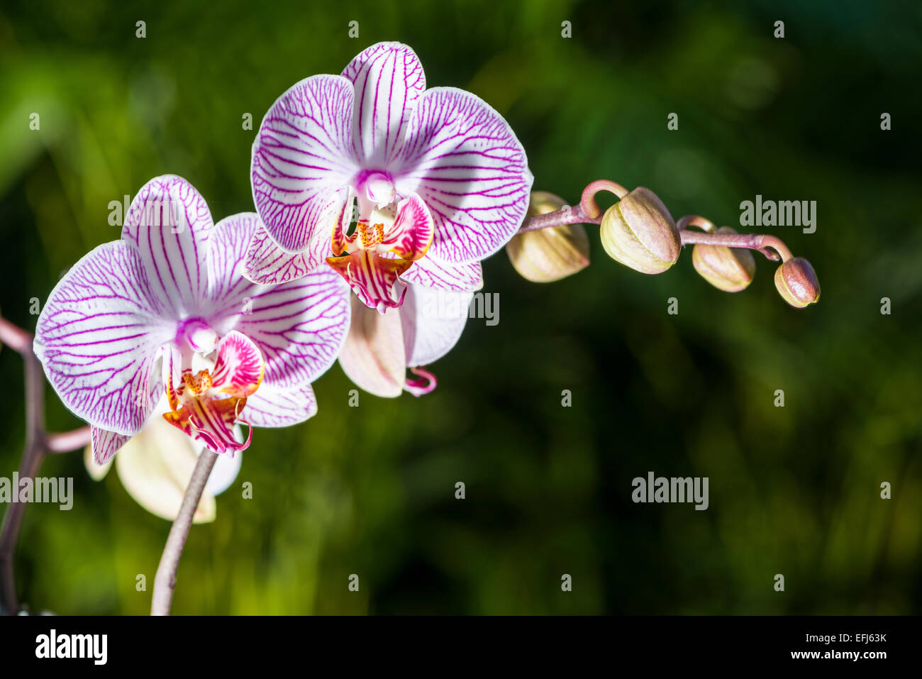 Bianco e viola a fiori di orchidea (Phalaenopsis) Foto Stock