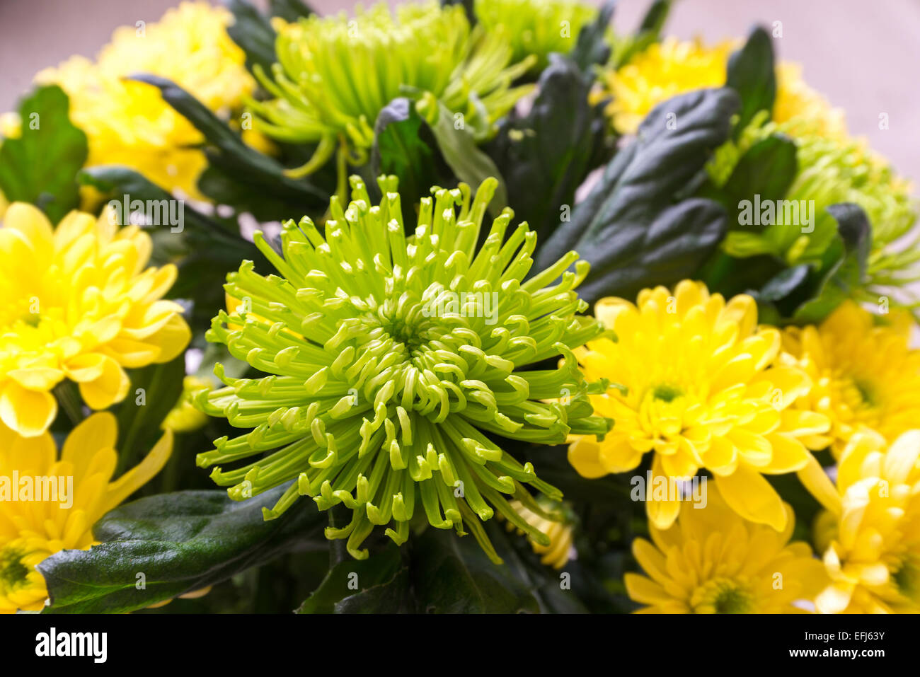 Bouquet di giallo e verde crisantemo Foto Stock