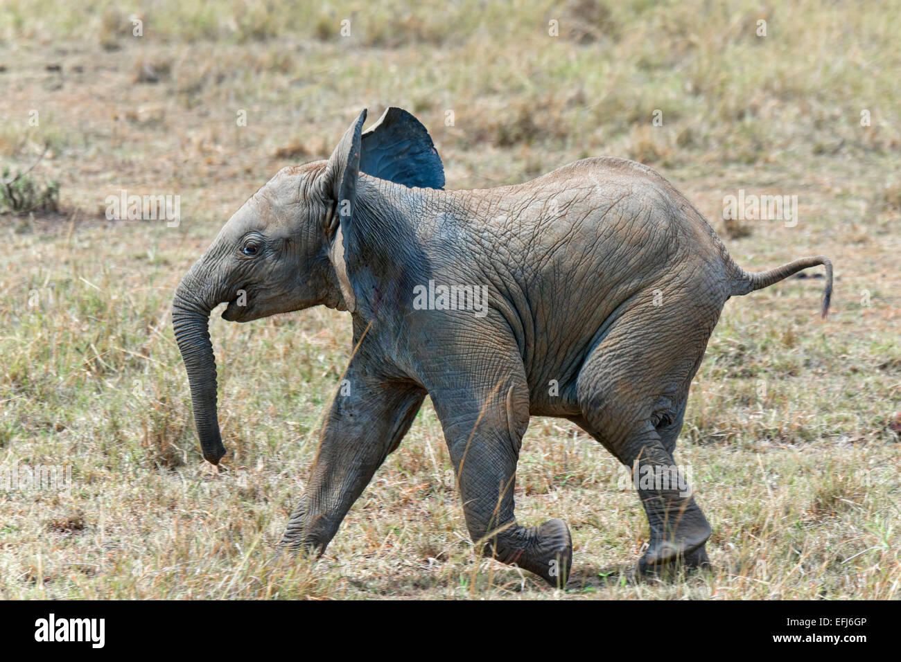 Elefante africano polpaccio (Loxodonta africana), il Masai Mara, Kenya Foto Stock