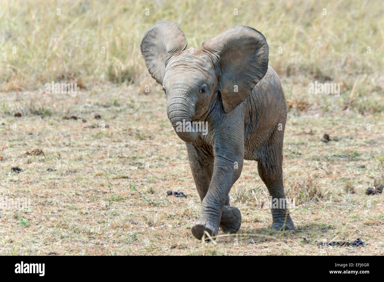 Elefante africano polpaccio (Loxodonta africana), il Masai Mara, Kenya Foto Stock