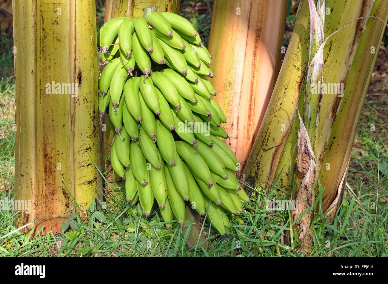 Le banane (Musa), appena raccolto levetta, Teocelo, nello stato di Veracruz, Messico Foto Stock