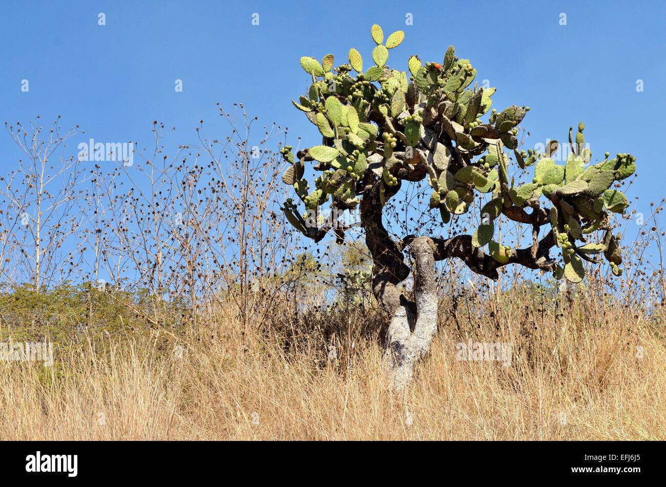 Ficodindia Cactus (Opuntia sp.), Tlaxcala, Messico Foto Stock