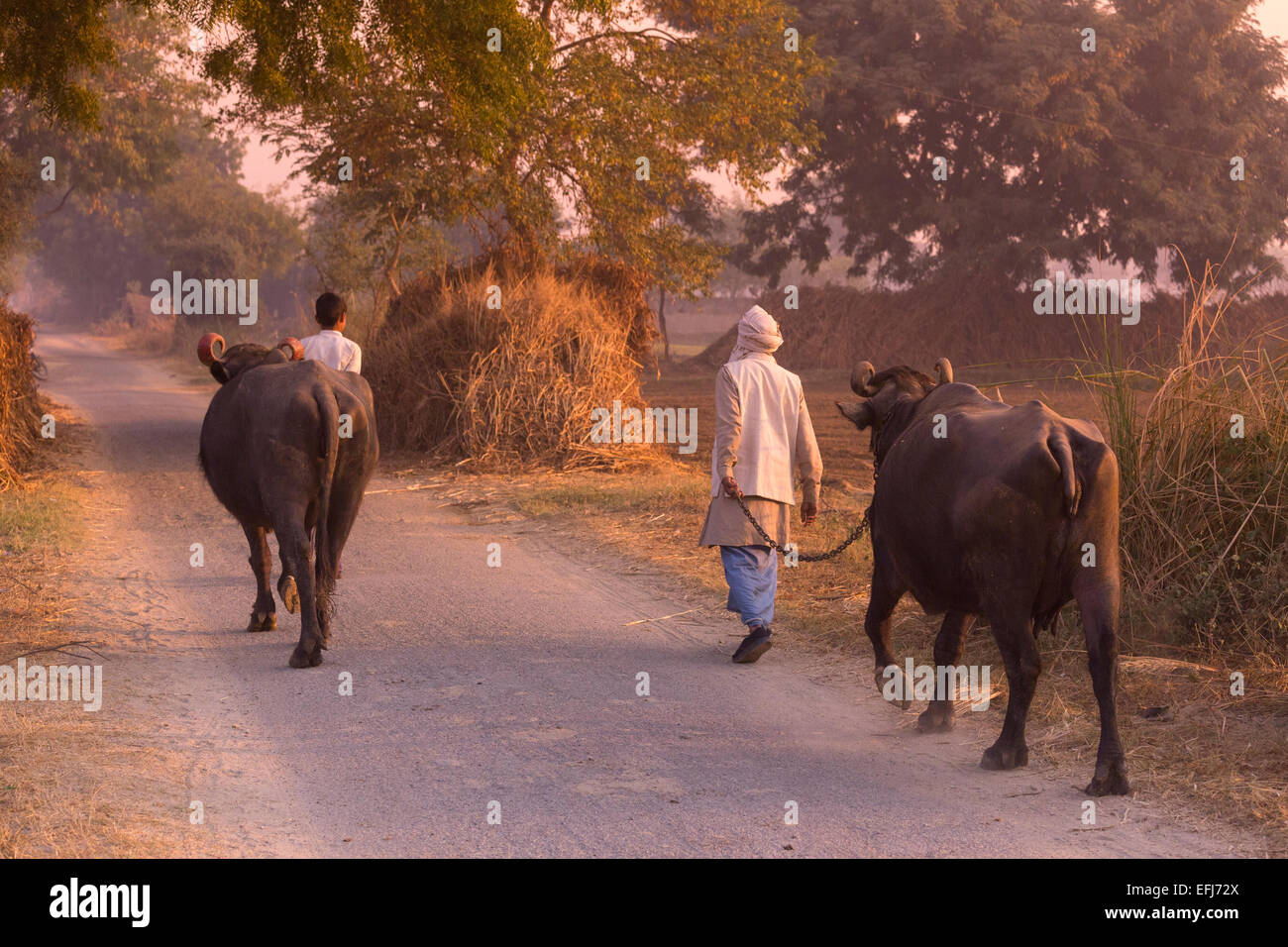 India, Uttar Pradesh, Agra, imprenditore e figlio camminando due giovenchi per lavorare all'alba Foto Stock