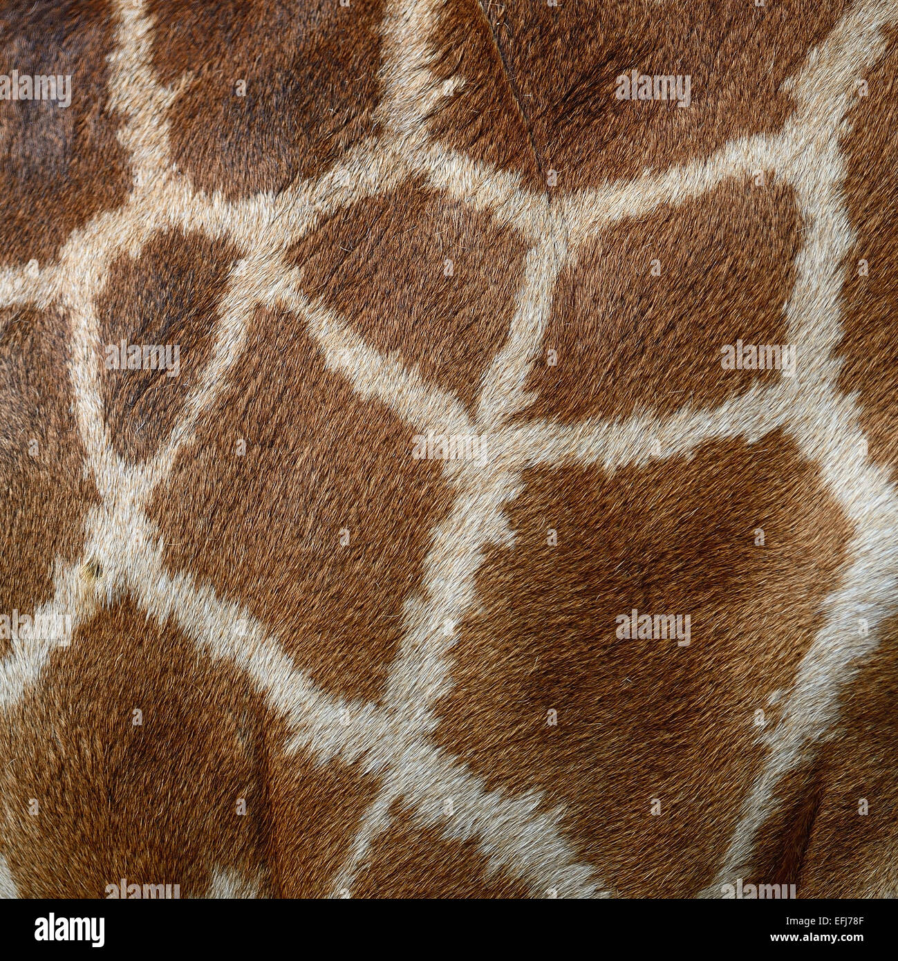 Vera pelle di Giraffe (Girafta camelopardalis) Foto Stock