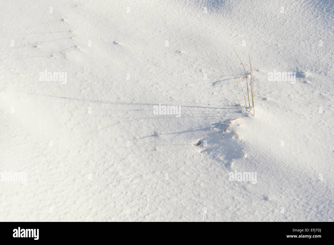 Incollaggio di erba attraverso la neve al sole. Scottish Borders, Scozia Foto Stock