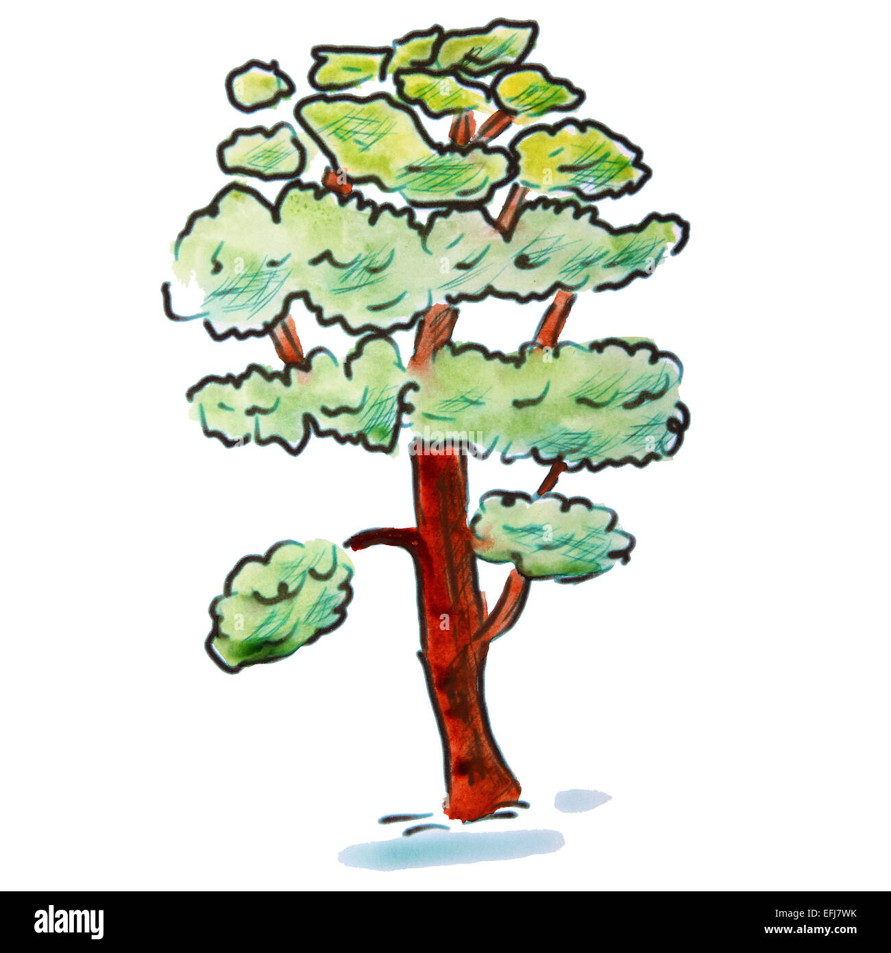 Acquerello albero di cedro verde chiaro in figura del fumetto, isolato sfondo bianco Foto Stock