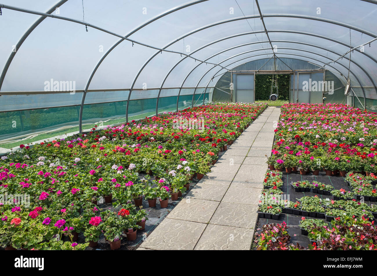 Giovani piante di geranio in vendita in Polytunnel del Regno Unito Centro giardino Foto Stock