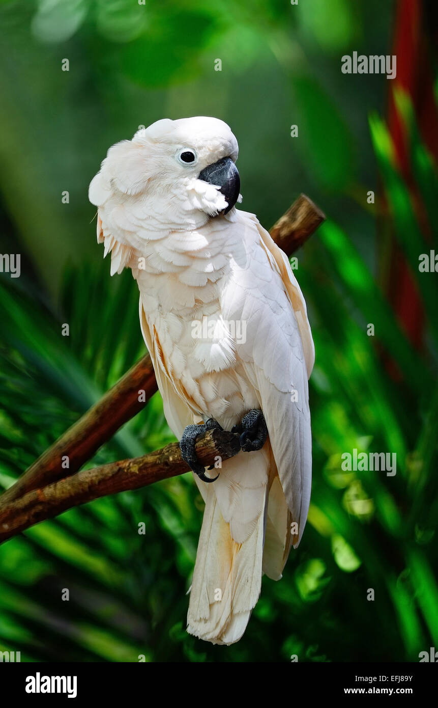 Bella rosa pallido Cacatua, o delle Molucche Seram Cacatua (Cacatua moluccensis), in piedi su un ramo Foto Stock