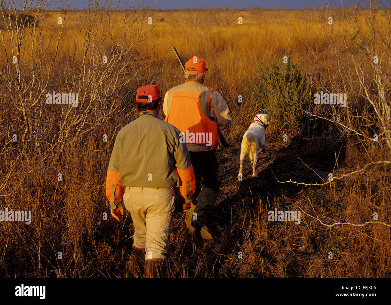 Texas quaglia cacciatori si avvicina ad un Setter inglese cane un puntamento covey di quaglia Foto Stock