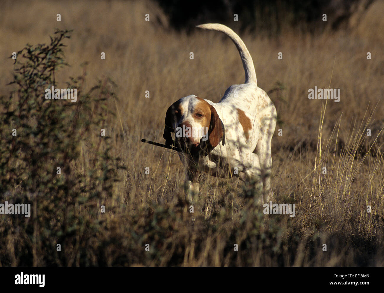 Puntatore inglese cani da caccia un puntamento covey di quaglia su una battuta di caccia in Texas occidentale Foto Stock