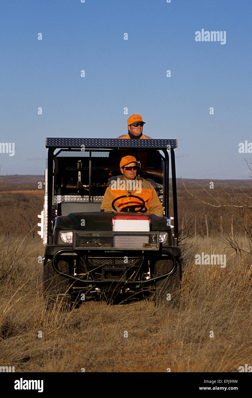 Cacciatori di pilotaggio di un ATV attraverso un pascolo mentre caccia quaglia vicino a Guthrie Texas Foto Stock