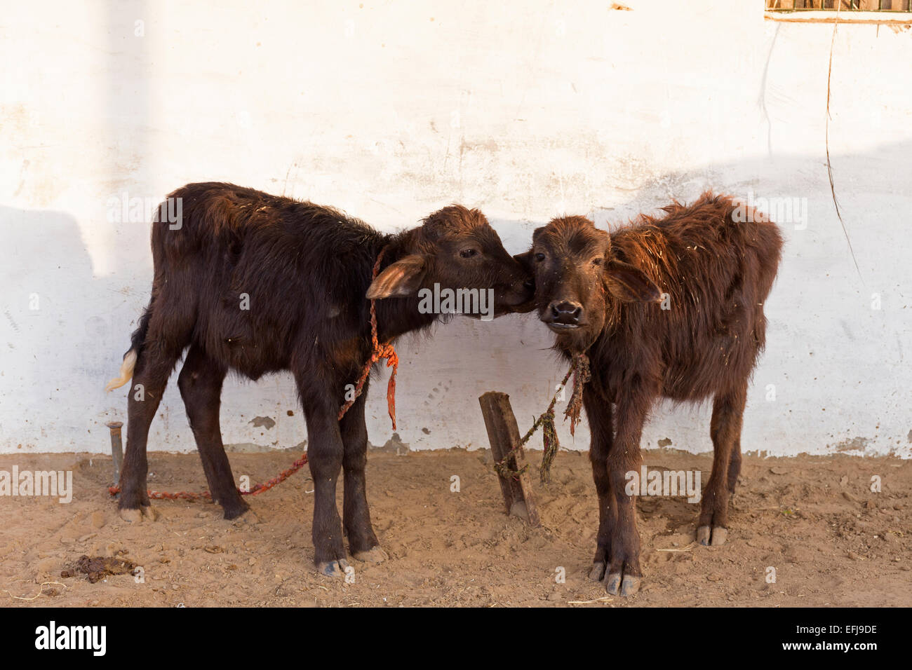 India, Uttar Pradesh, Agra, due giovani vitelli Foto Stock