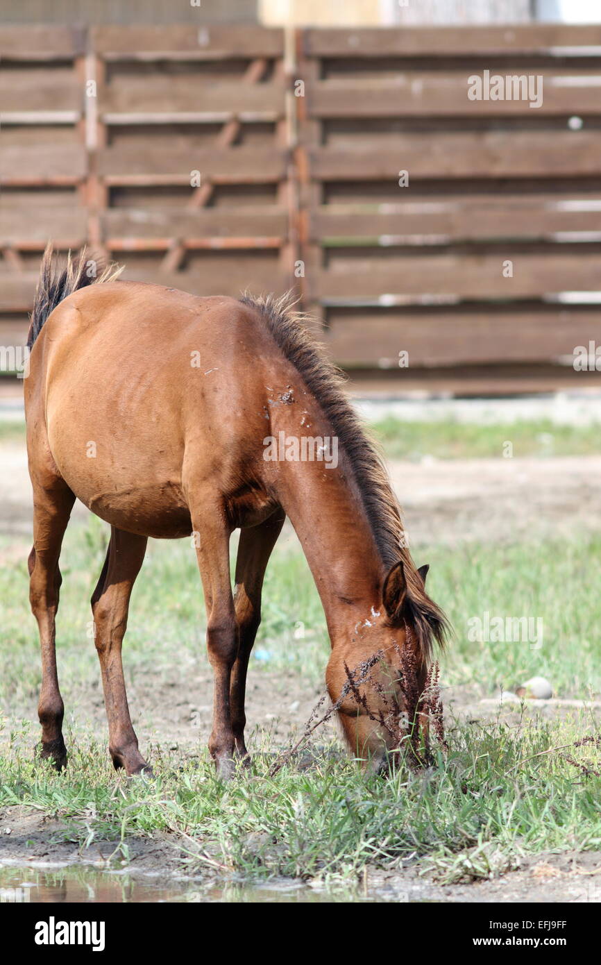 Cavallo marrone pascolare nel cortile di fattoria Foto Stock