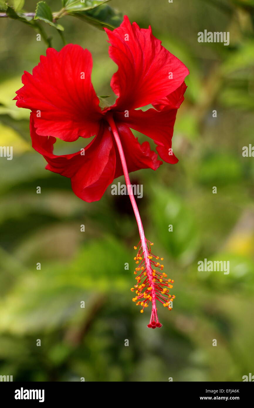 fiore Foto Stock