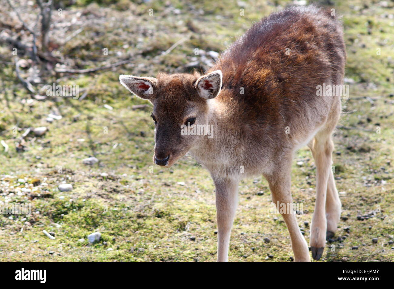 Daini vitello ( dama ) vicino mentre si cammina verso la telecamera Foto Stock