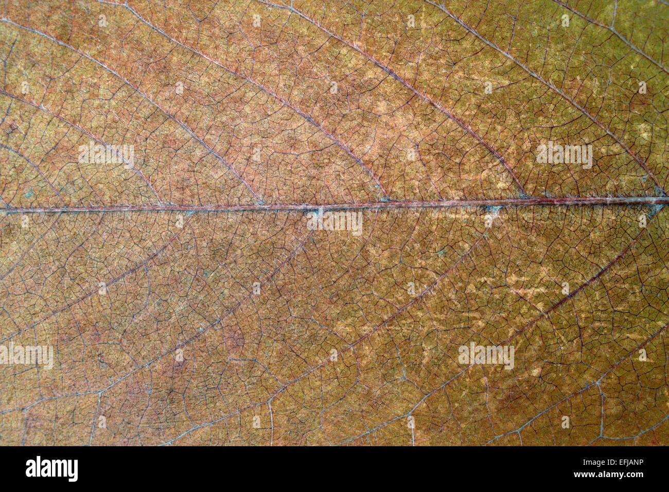 Grungy colorato Cherry leaf superficie, sbiadito consistenza naturale Foto Stock