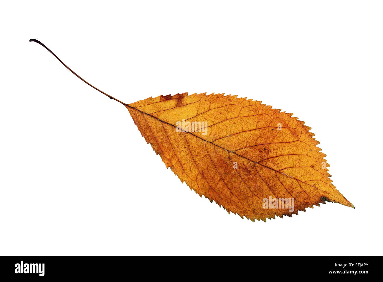 Autunnale di golden Cherry leaf isolate su sfondo bianco Foto Stock