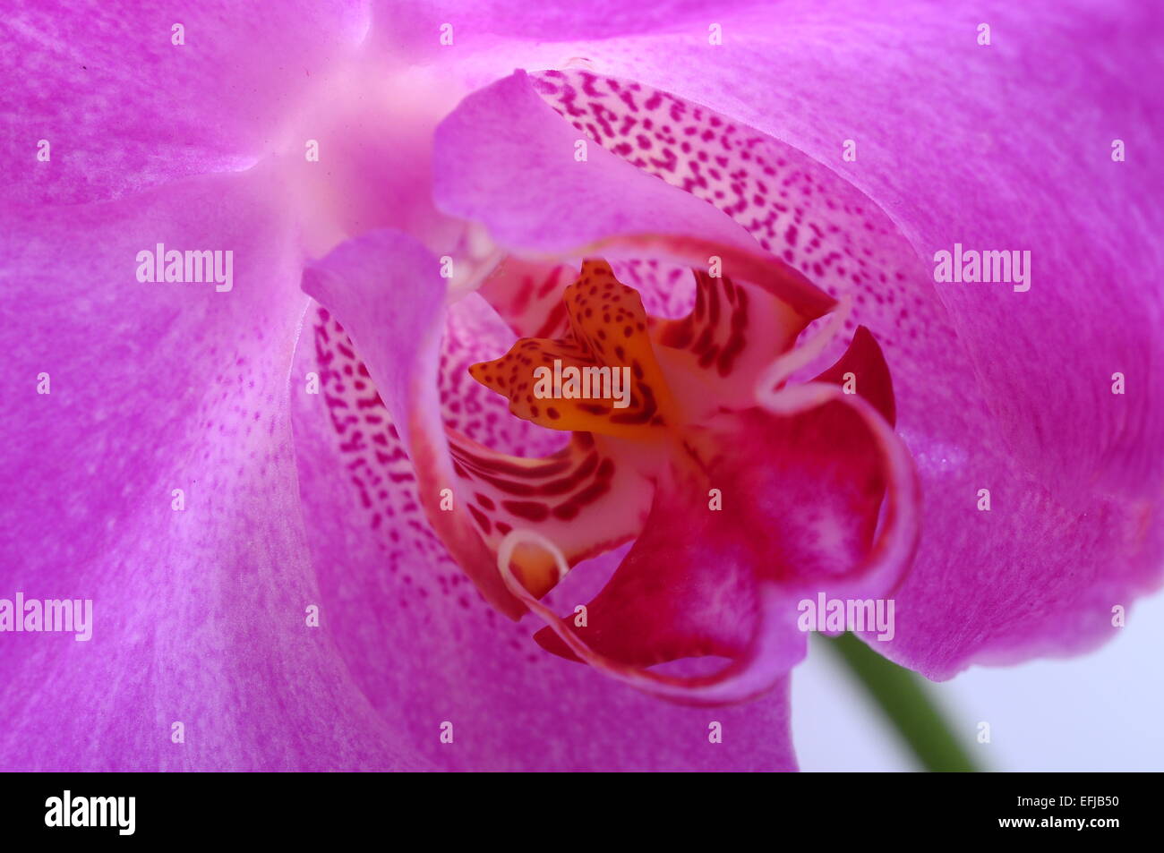 Close up di rosa fiori di orchidea Foto Stock