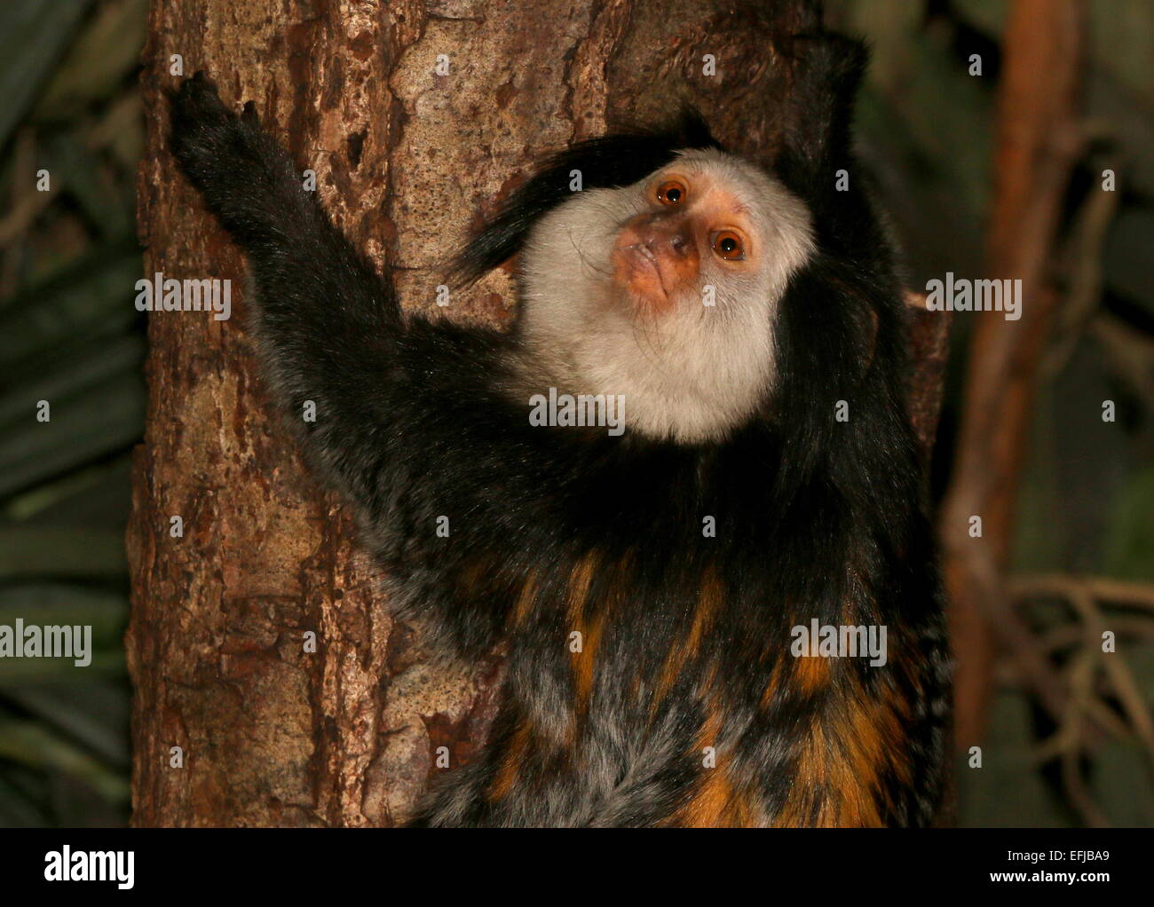 Bianco brasiliano di testa o di tufted ear Marmoset (callithrix geoffroyi), aggrappato a un albero Foto Stock