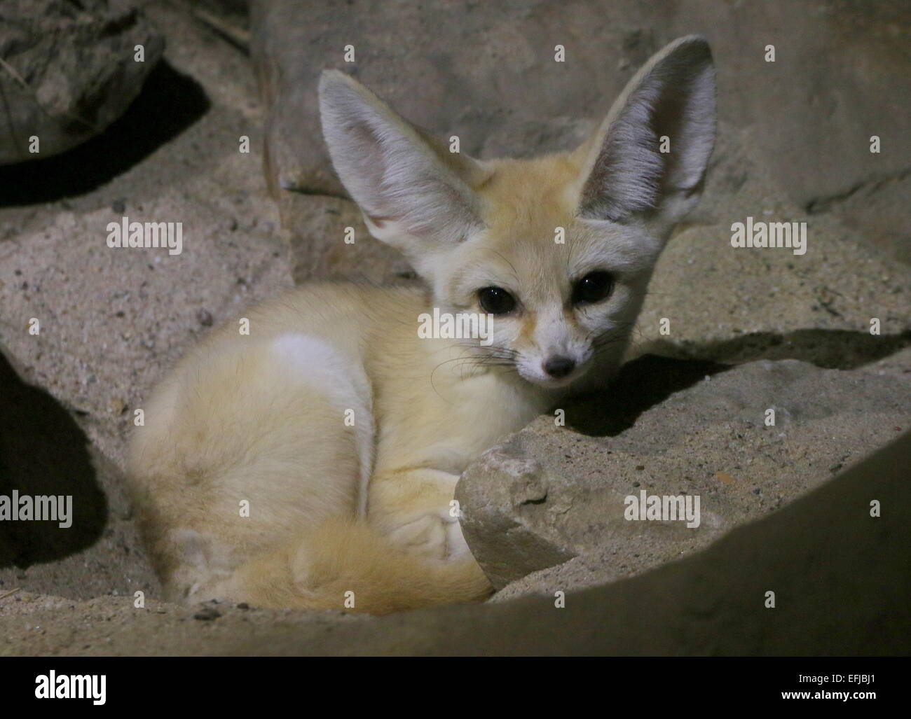 Saharan Fennec Fox (Fennecus zerda) Foto Stock