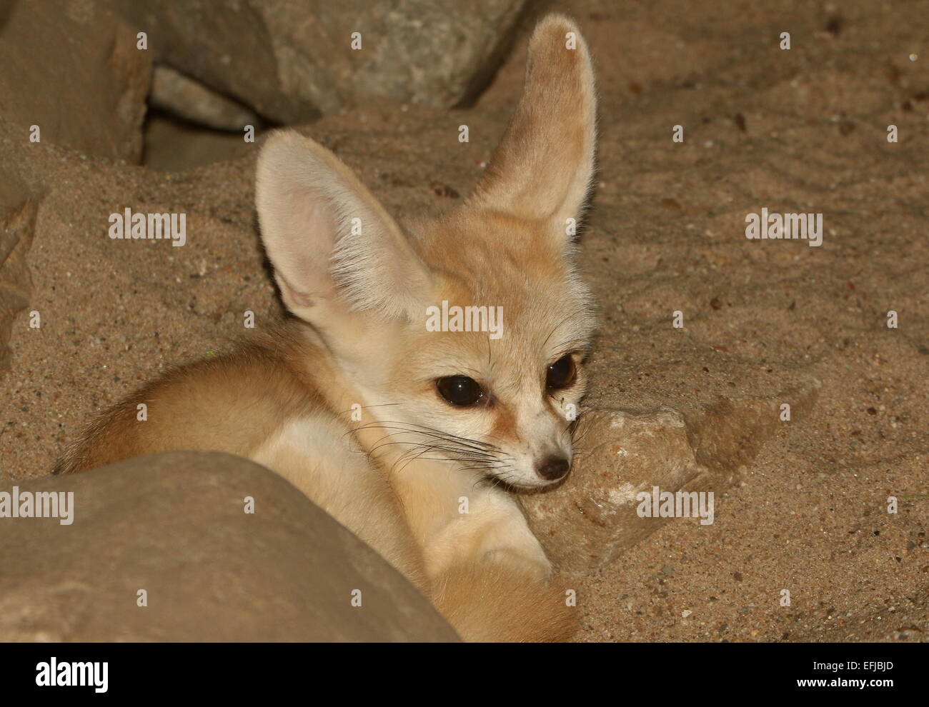 Saharan Fennec Fox (Fennecus zerda) Foto Stock