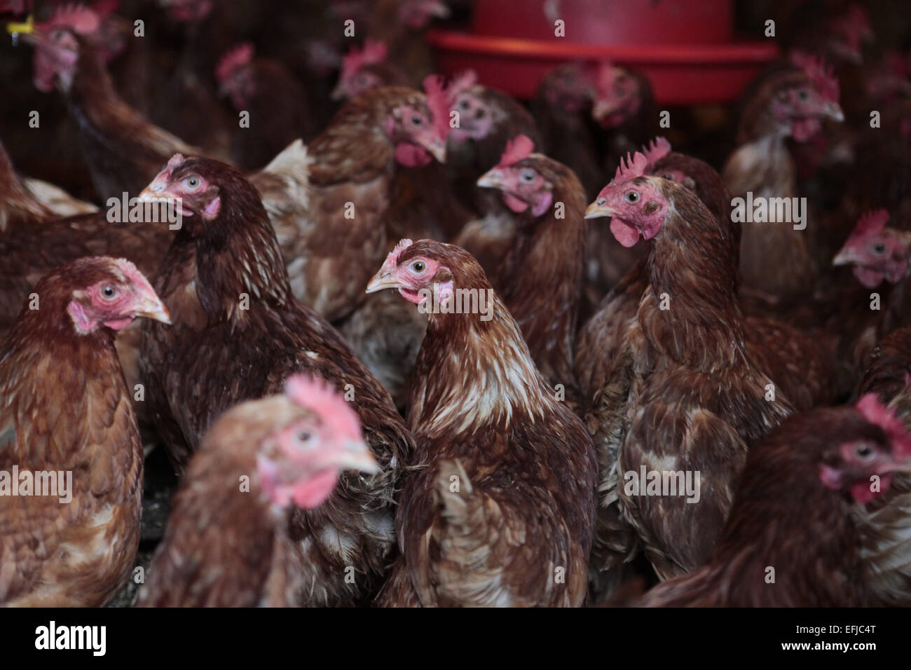 Galline ruspanti Foto Stock