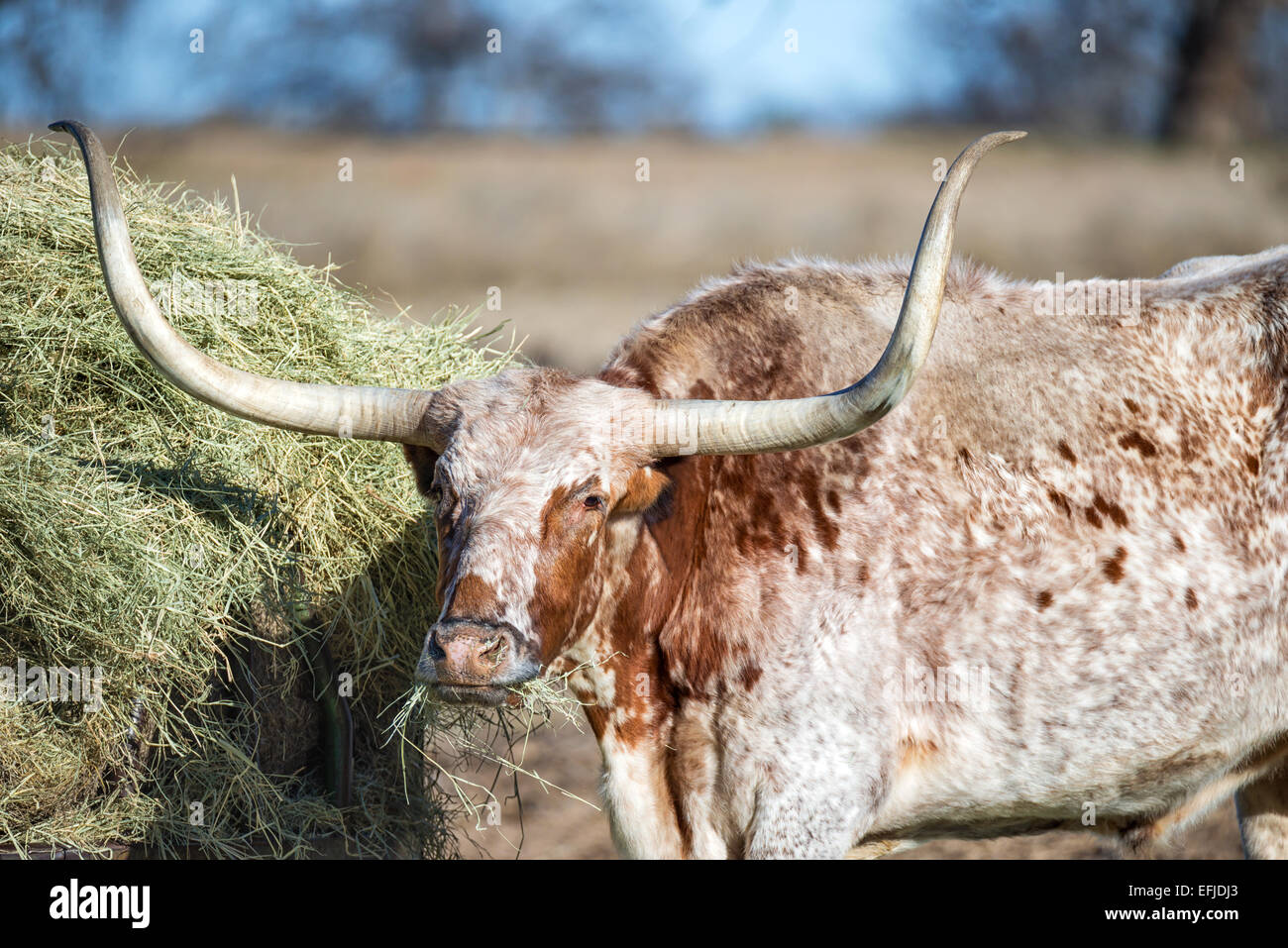 Texas Longhorn alimentare al pascolo, primo piano Foto Stock
