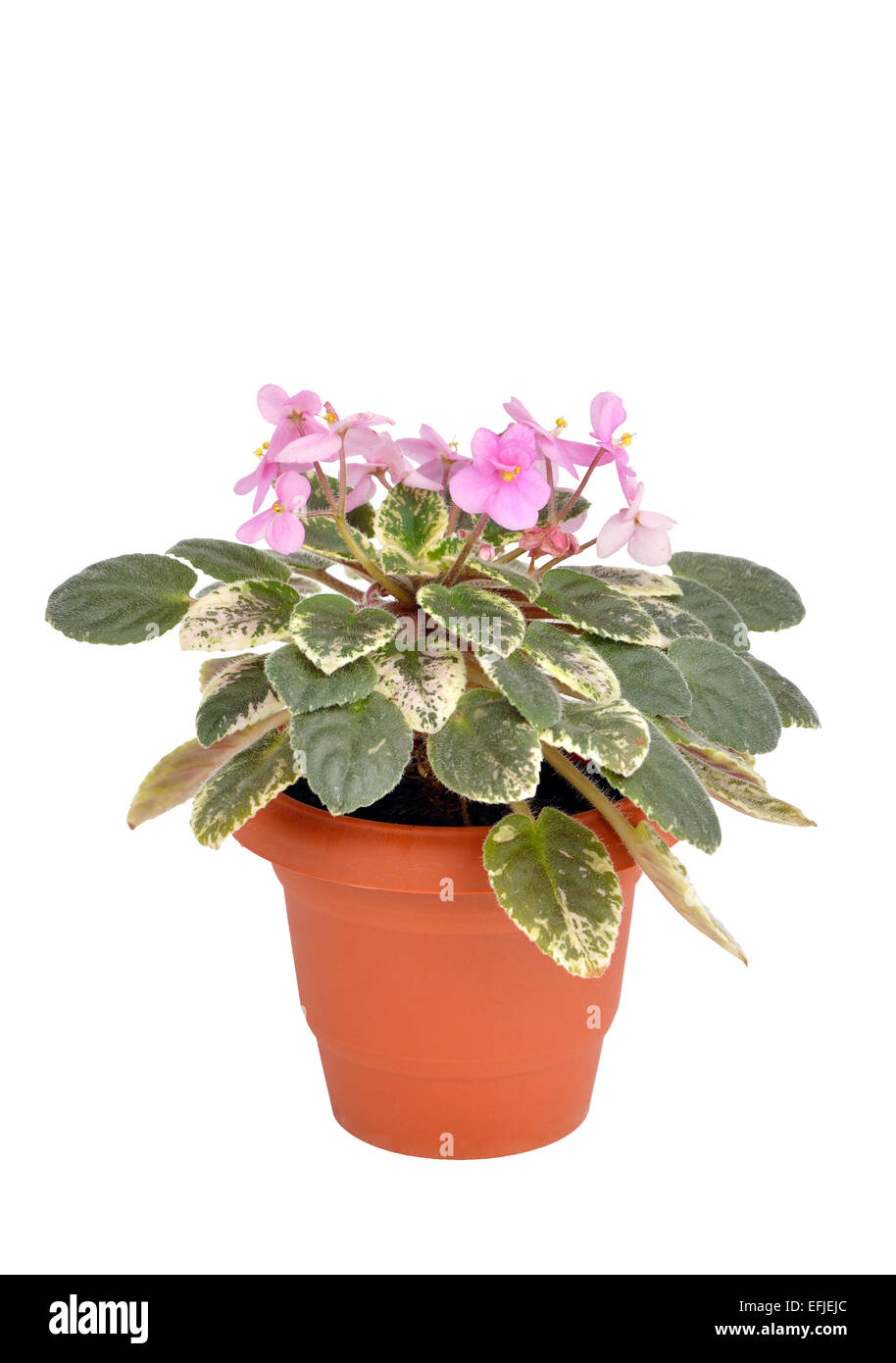 Violette Saintpaulia o fiore nel vaso di fiori su sfondo bianco Foto Stock