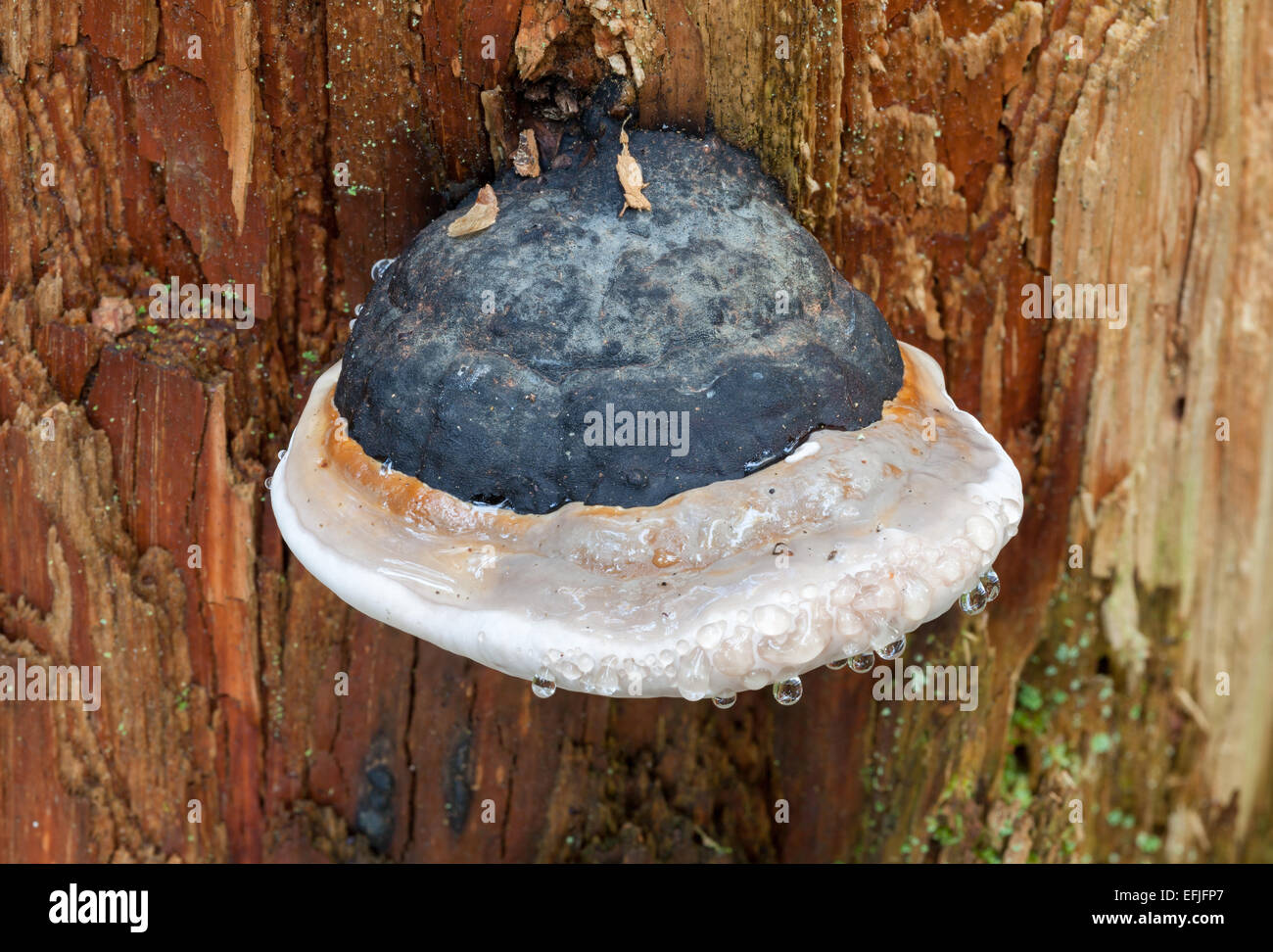 Conk Red-Belt polypore Foto Stock