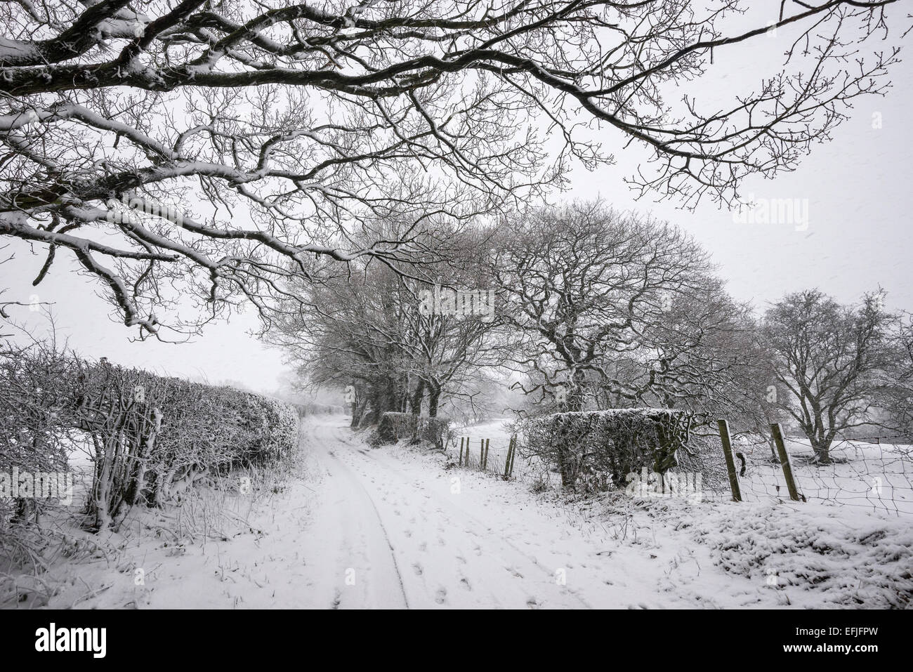 Un paese di lingua inglese corsia su un nevoso inverno mattina. Coperta di neve di siepi e grandi alberi di quercia. Foto Stock