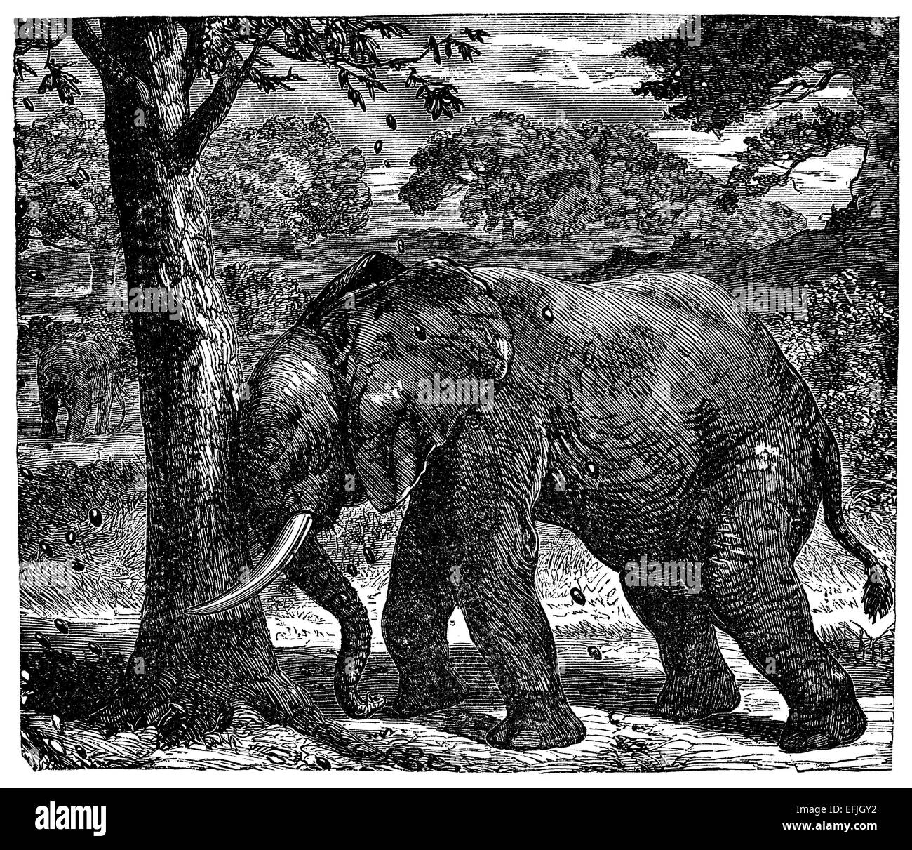 Fotografata da un libro intitolato "Il mondo di meraviglie come si vede dal grande tropicale ed esploratori polari" pubblicato a Londra 188 Foto Stock