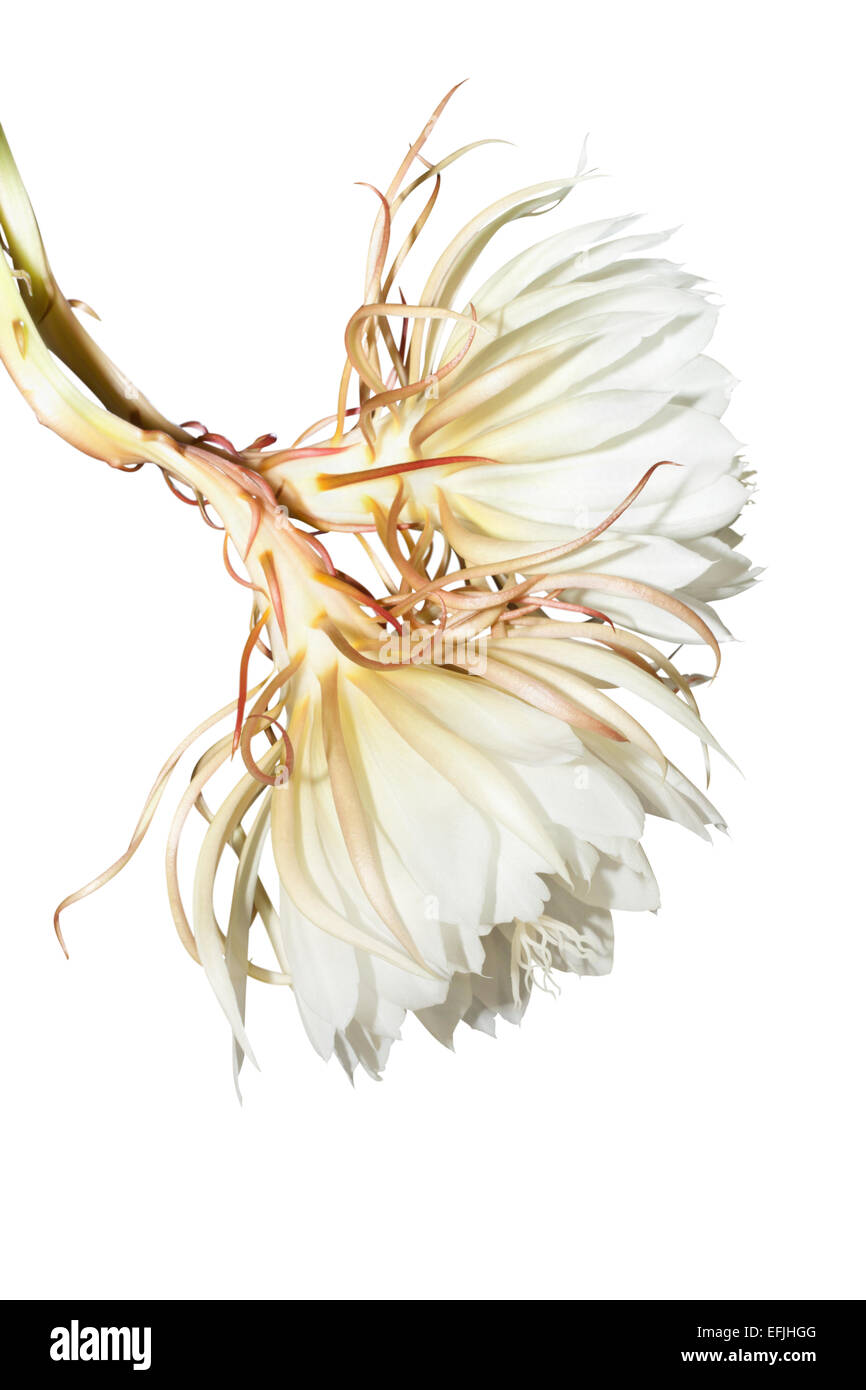 Epiphyllum oxypetalum su sfondo bianco Foto Stock