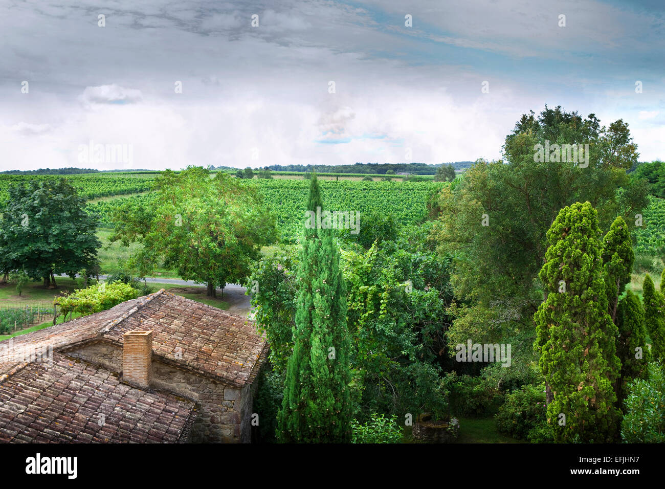 Vigneti vicino a Bordeaux, Francia Foto Stock