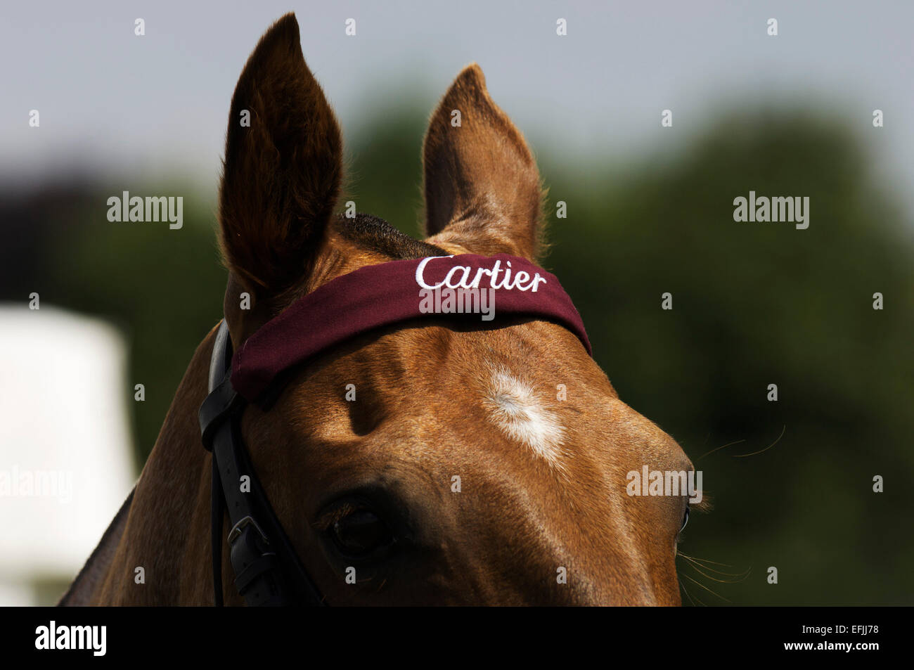 Polo Horse con Cartier head band a Cartier polo internazionale di giorno Foto Stock