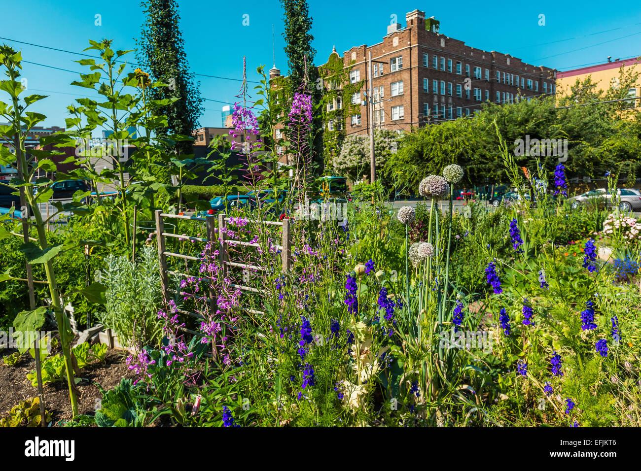 Fiori nel paradiso Unpaving P-Patch, una comunità giardino, nel vertice di Park Slope, Capitol Hill, Seattle, Washington, Stati Uniti d'America Foto Stock