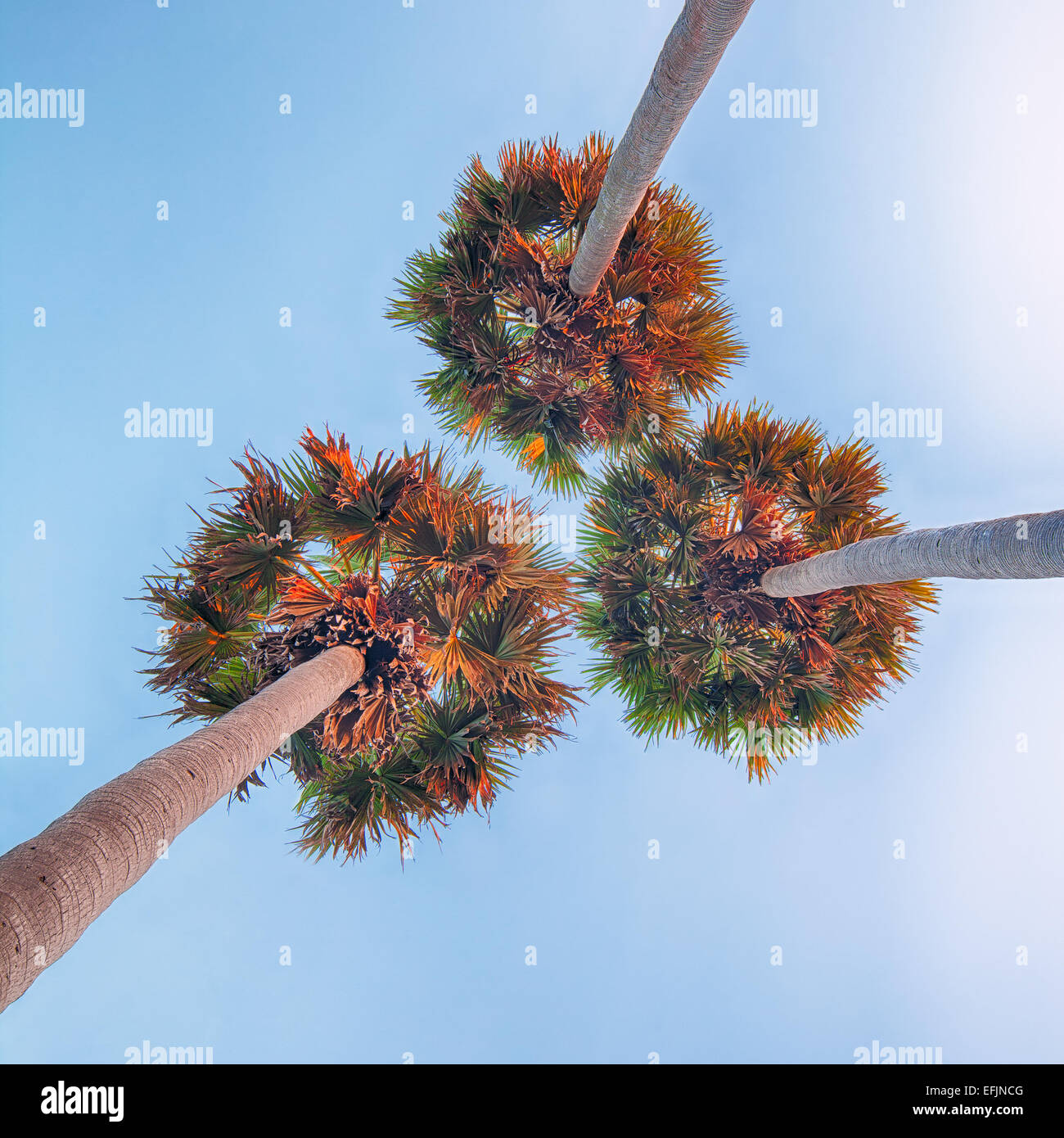 Tre alte palme shot dal di sotto il Cielo di tramonto sullo sfondo Foto Stock