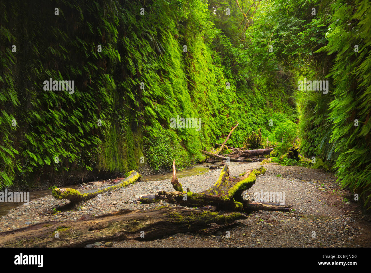 Fern Canyon in Redwoods National Park, California. molla. Stati Uniti d'America Foto Stock