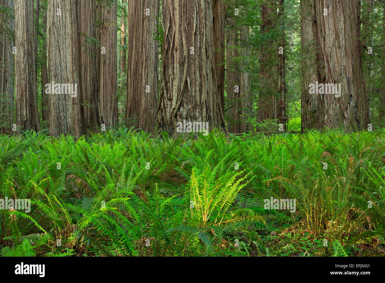 Felci crescono lungo il sentiero nel Parco Nazionale di Redwood e Jedediah Smith Redwoods State Park. California. molla Foto Stock