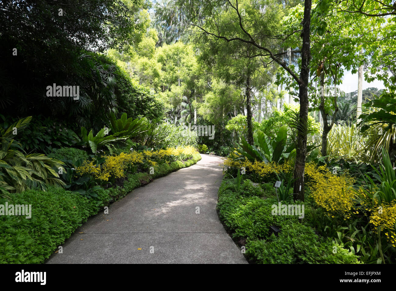 Il Singapore National Orchid Garden. Foto Stock