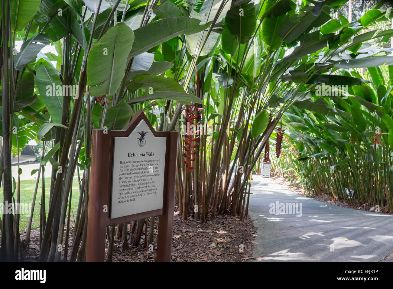 Singapore Botanic Gardens, Heliconia a piedi. Foto Stock