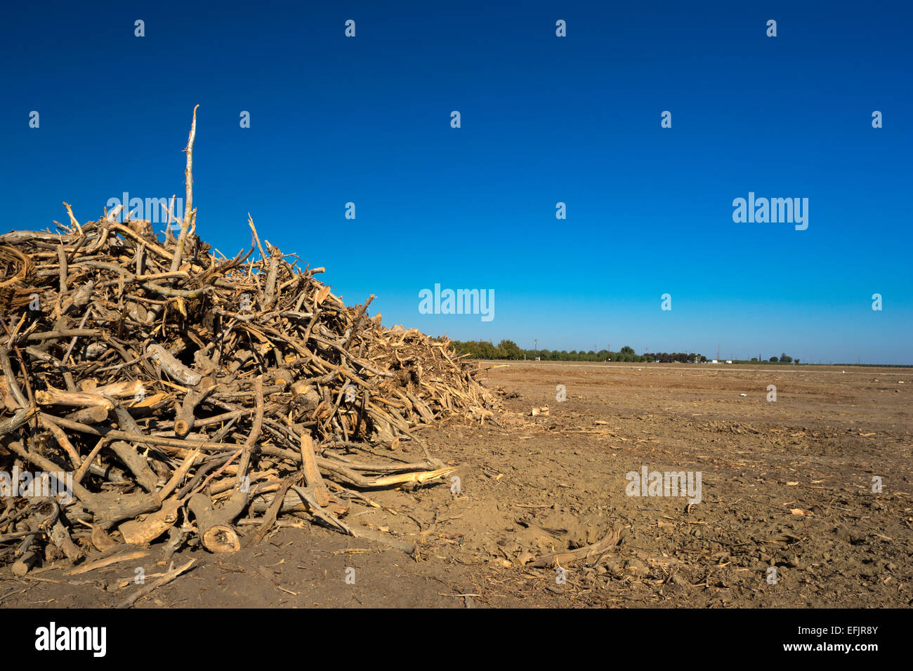 MOUND scavato il pistacchio TREE ORCHARD WASCO Central Valley California USA Foto Stock