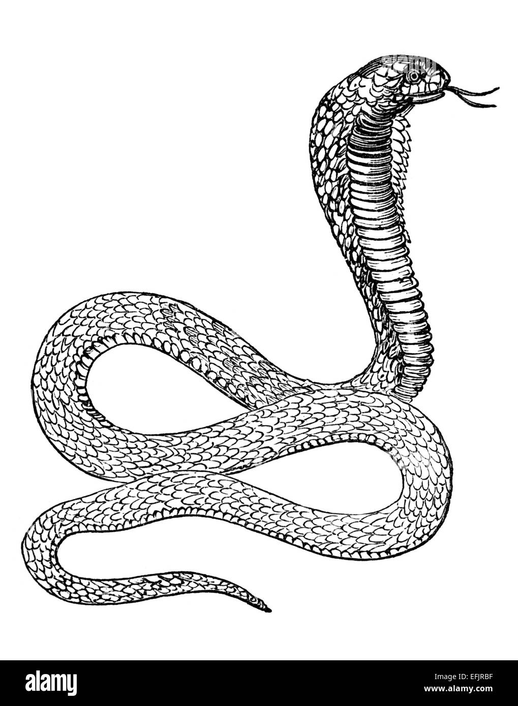 Incisione in stile vittoriano di un cobra. Restaurata digitalmente immagine da una metà del XIX secolo enciclopedia. Foto Stock