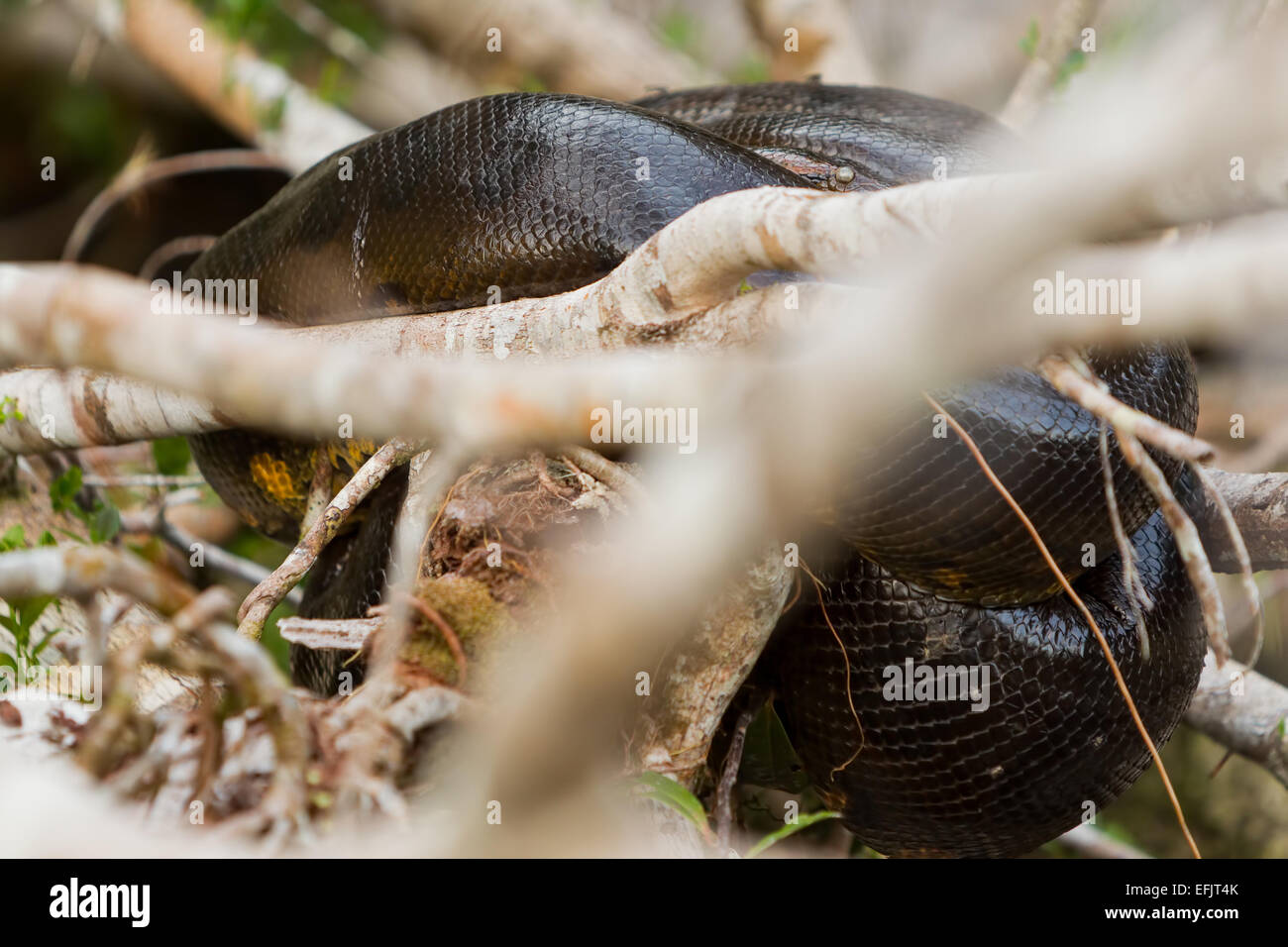 Un grande serpente di colore scuro con scaglie lucide e testurizzate è avvolto saldamente tra rami di alberi e ramoscelli di colore chiaro. Il corpo del serpente forma diversi anelli, parzialmente oscurati da sfocature Foto Stock
