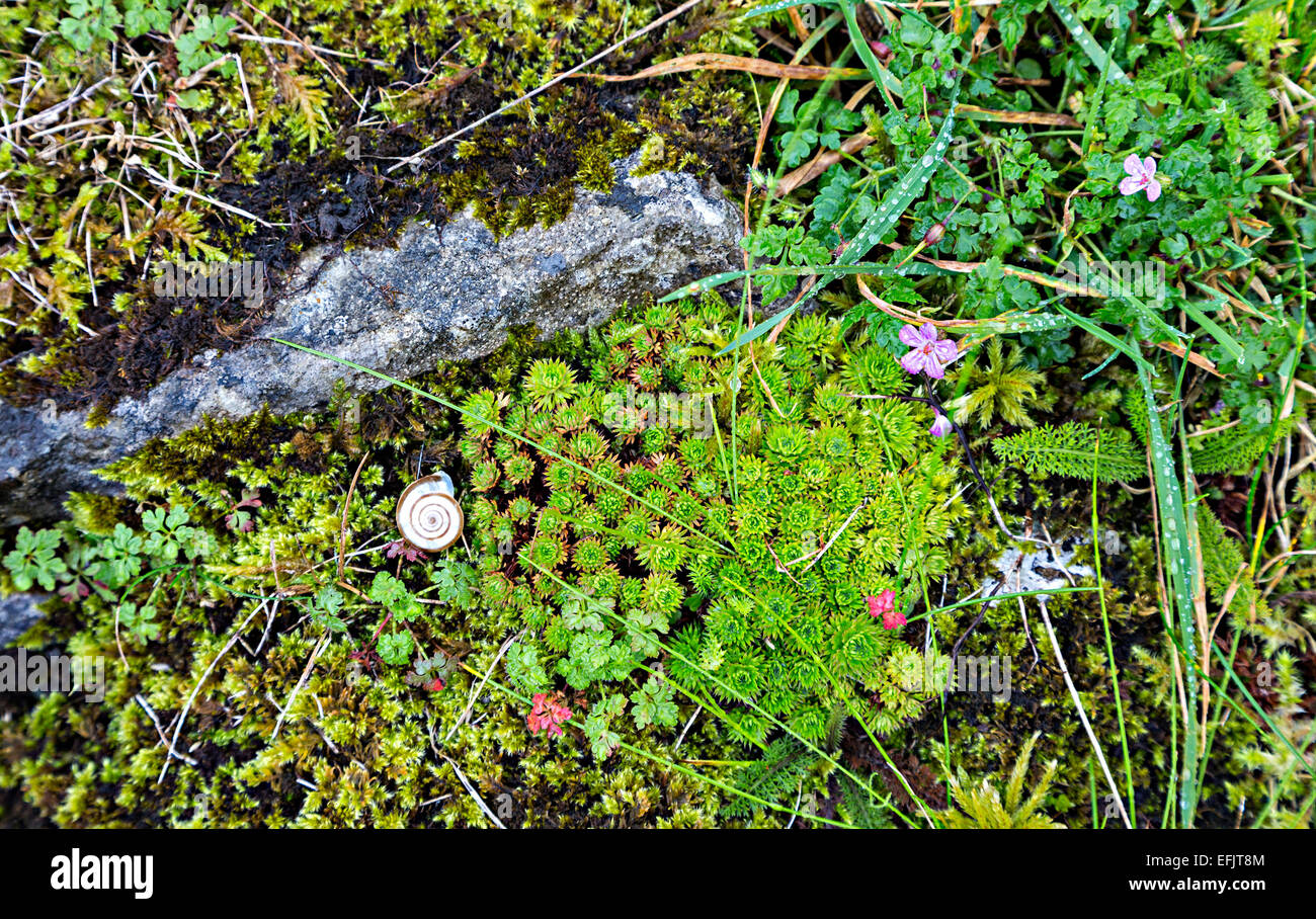 Moss e fiori selvatici brughiera, Burren, Co. Clare, Irlanda Foto Stock
