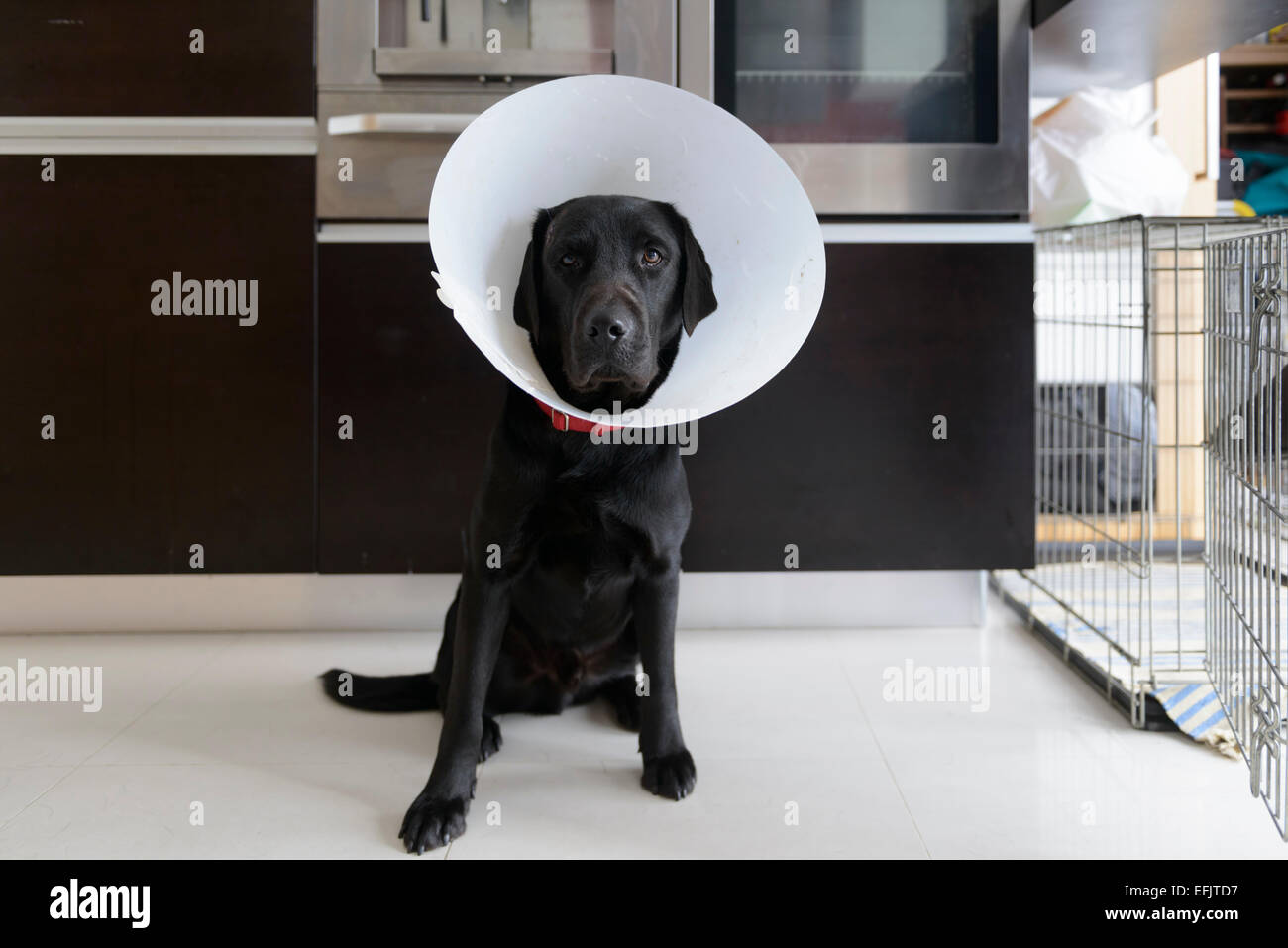 Feriti black Labrador Retriever indossando un cono di cane seduto sul pavimento della cucina a casa Foto Stock