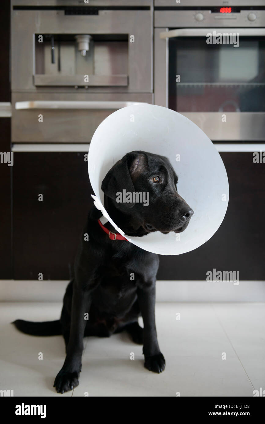 Feriti black Labrador Retriever indossando un cono di cane in cucina Foto Stock