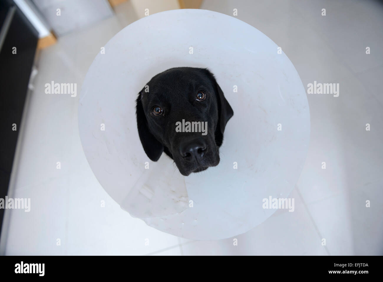 Feriti black Labrador Retriever indossando un cono di cane Foto Stock