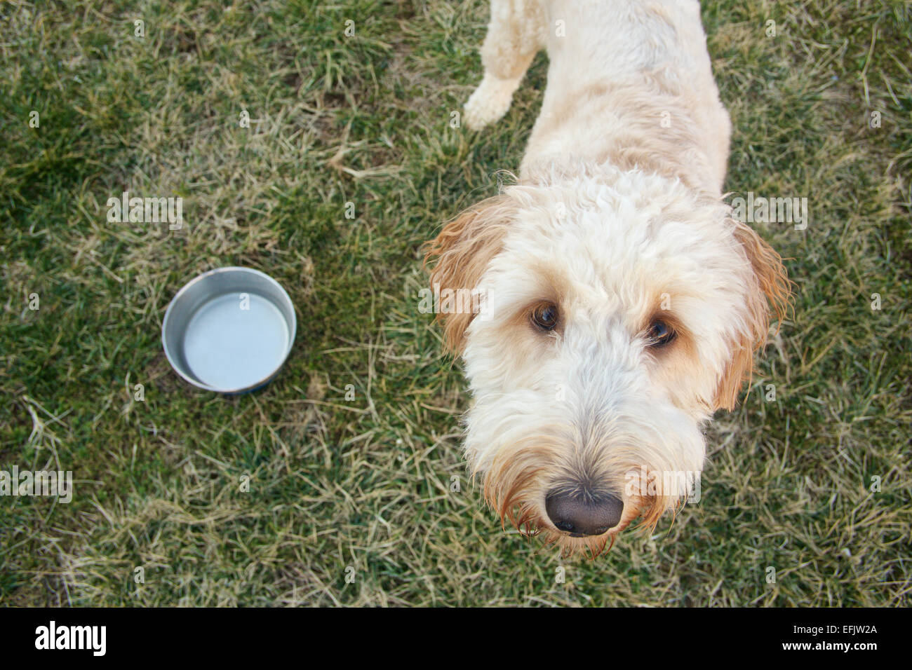 Giovane cane goldendoodle accanto all acqua nel recipiente di cantiere cercando con grandi occhi carino. Foto Stock