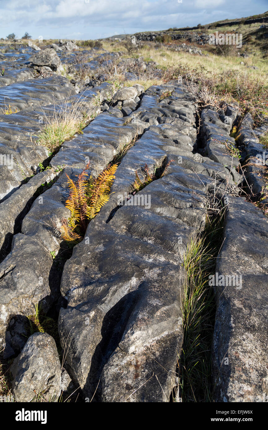 Pavimentazione in calcare a Carron, Burren, Co. Clare, Irlanda Foto Stock