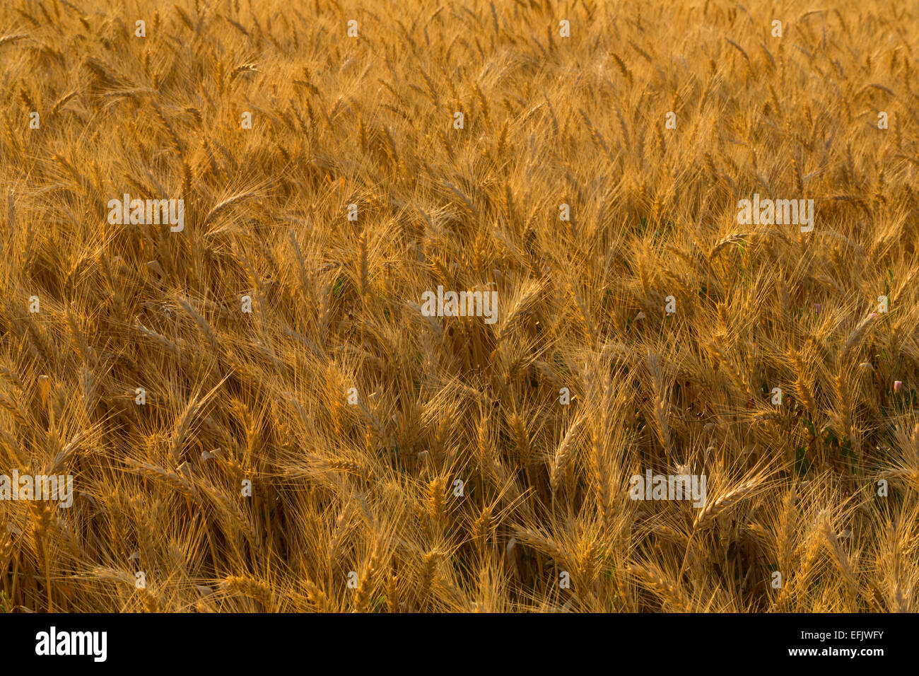 Golden campi di grano di estate nel palouse regione agricola di Washington. Stati Uniti d'America Foto Stock